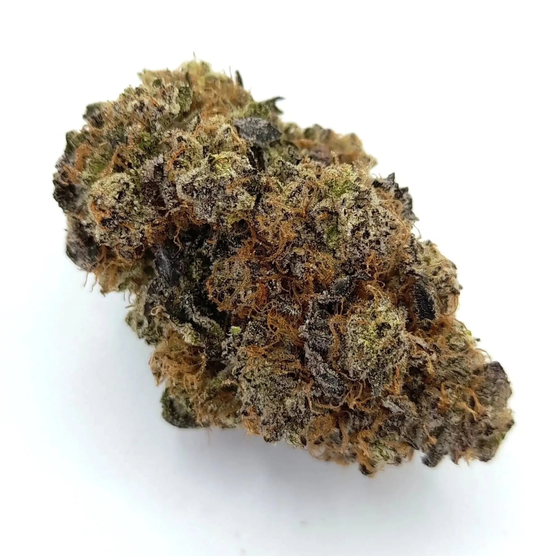 Harlequin CBD Indoor Edizione Limitata