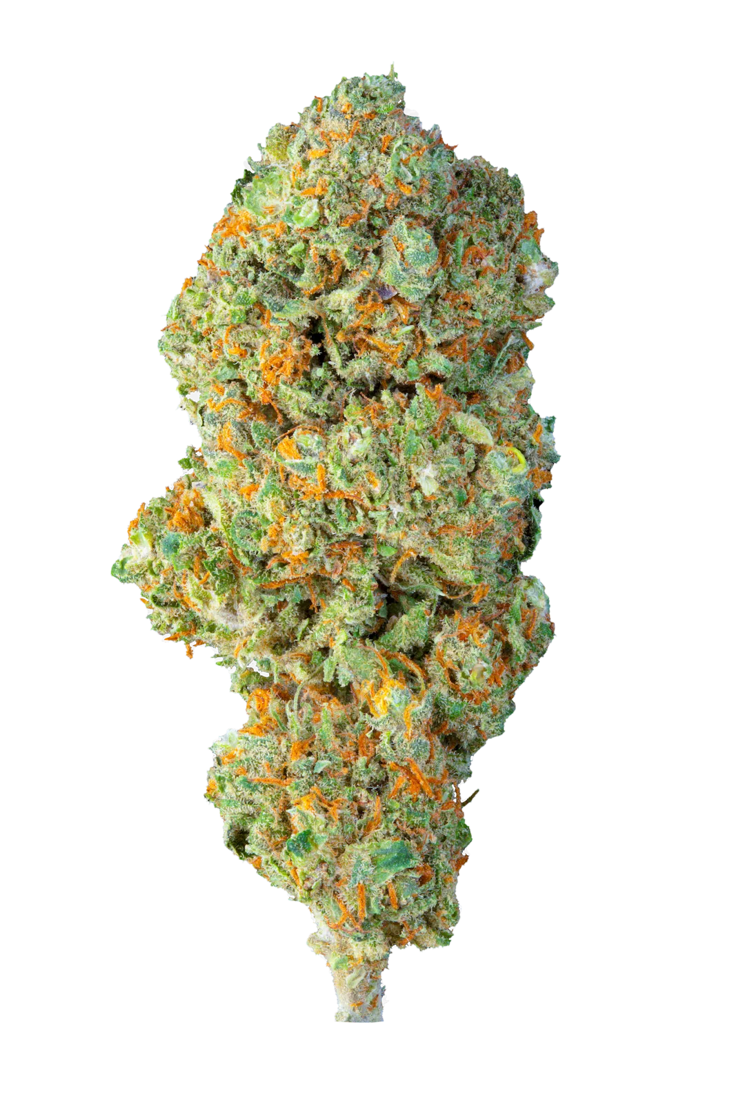 Squirt Fruit - Cbd - Cannabis Light - Outdoor - Novità