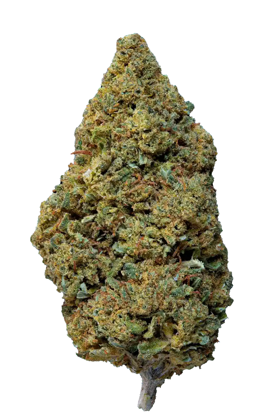 Fiore di cannabis light CBD con aroma dolce e cremoso