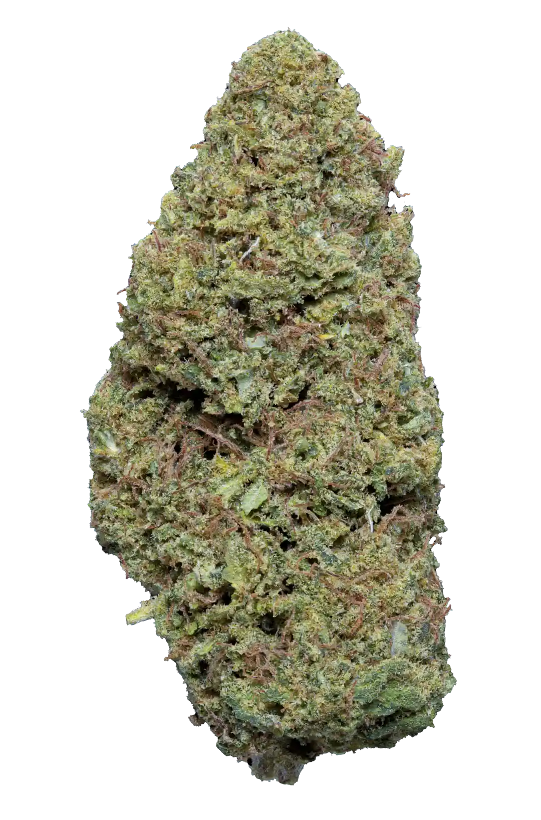 Infiorescenza di Silver Haze Cbd - Cannabis Light - Outdoor, varietà legale ricca di CBD coltivata all'aperto, con tricomi visibili e tonalità verdi.