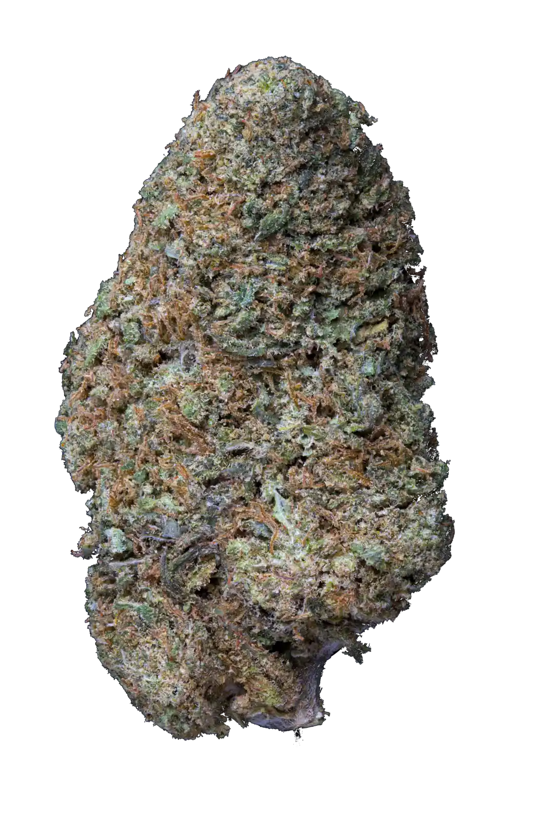 Infiorescenza BAKED COOKIES Cannabis Light CBD Glass House, erba legale con 20,25% CBD e aroma dolce di torta e funk di formaggio.