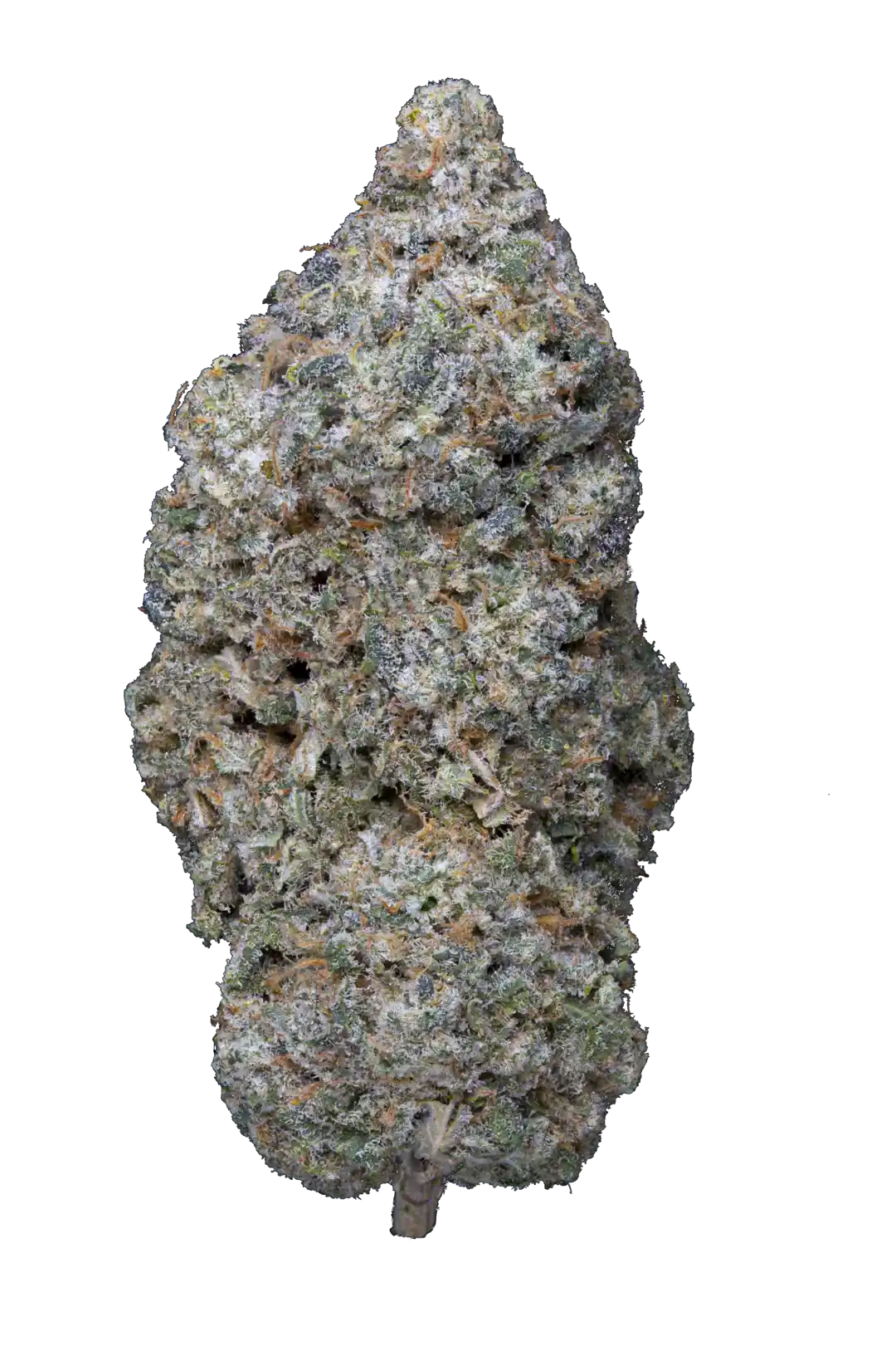 Infiorescenza di LUXURY SKUNK Cannabis Light CBD 16,99% con tricomi visibili, coltivata indoor in idroponica. Erba legale di alta qualità.