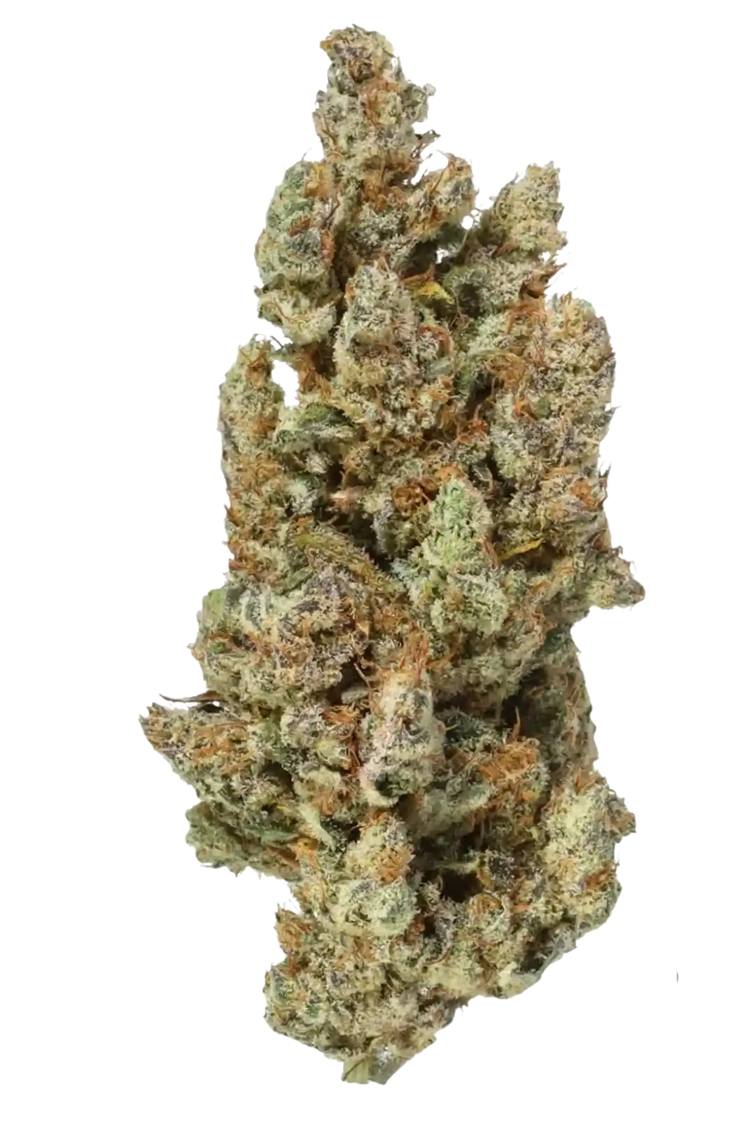 Infiorescenza di Grapefruit Indoor Cannabis Light CBD 14,4% con tricomi visibili e tonalità verdi e arancioni. Erba legale energizzante di alta qualità.