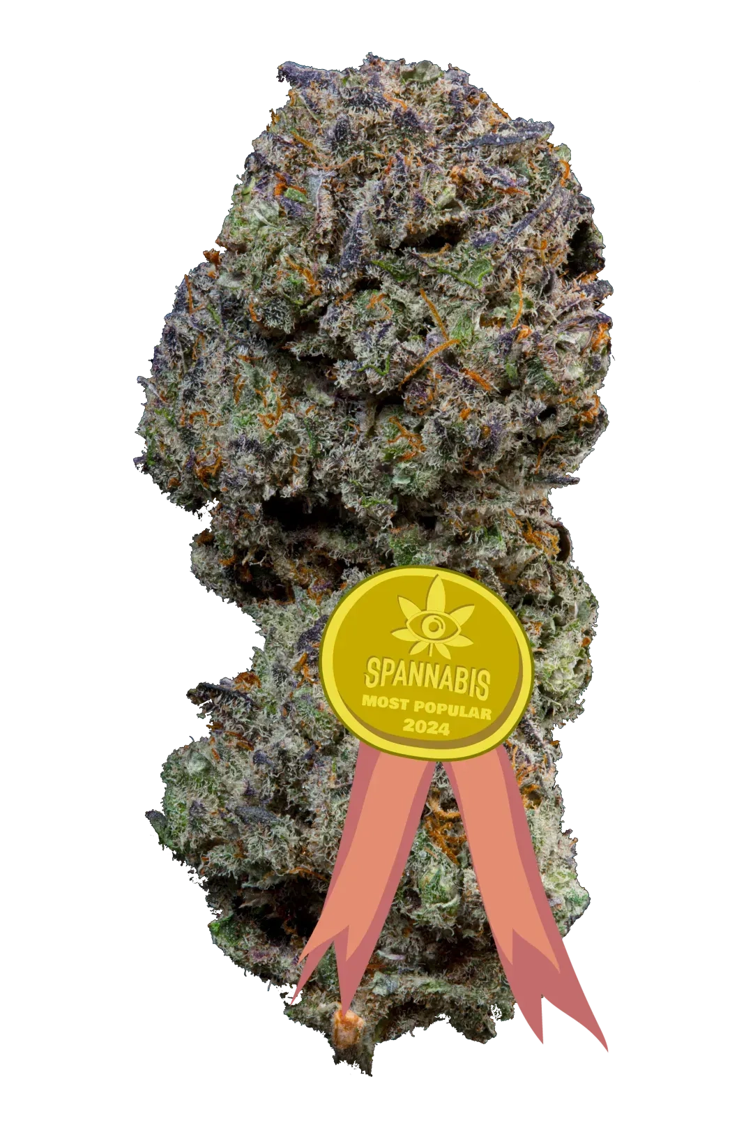 purple kush pop cbd infiorescenza di cannabis light legale premium alta qualita coltivazione indoor