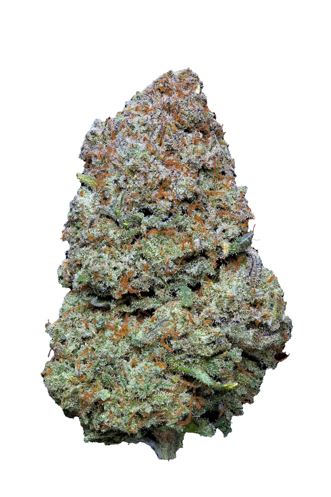 orange martini - cbd - cannabis light - erba legale - premium - indoor - top quality