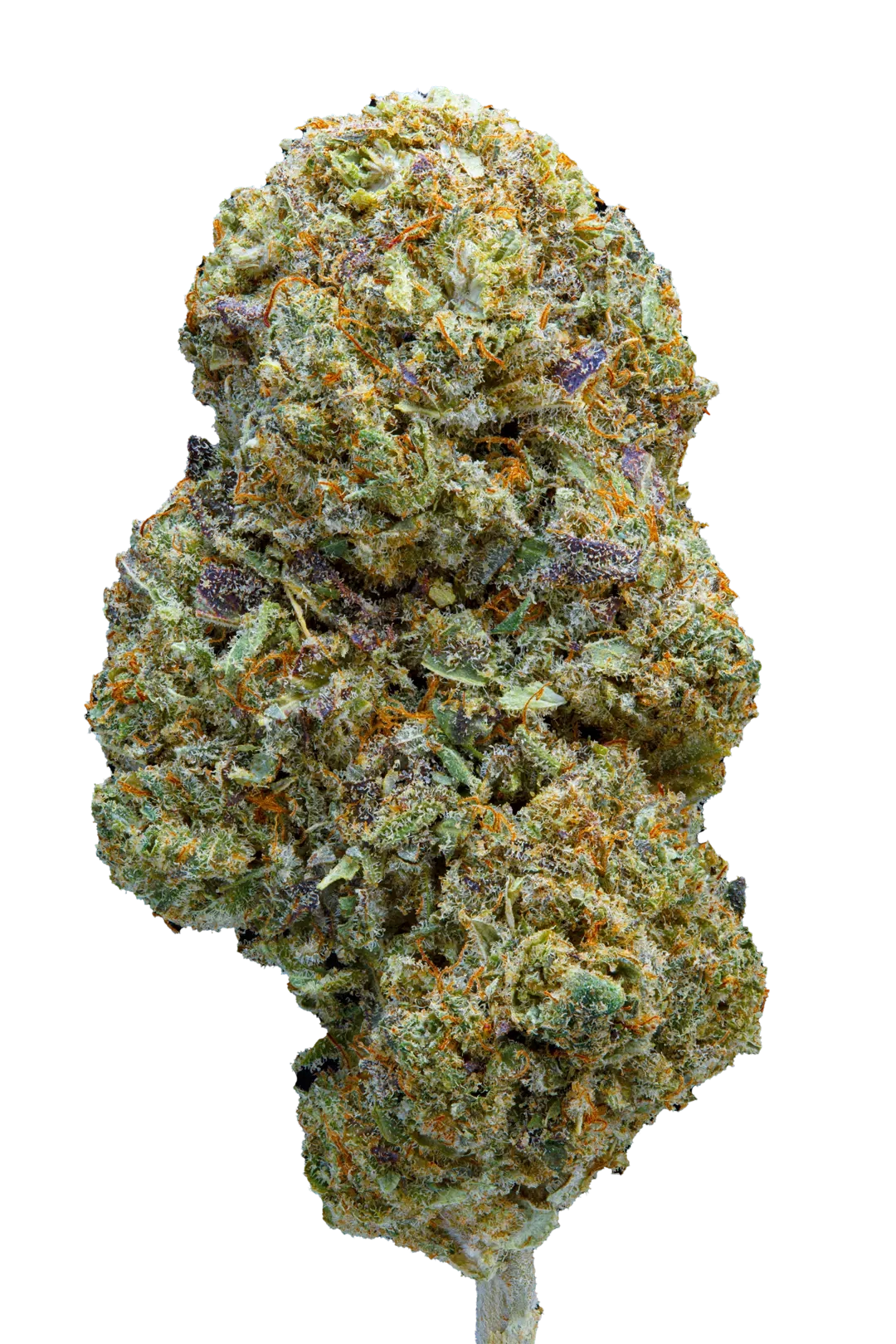 tropic cobbler - cbd - cannabis light - erba legale - premium - indoor - top quality