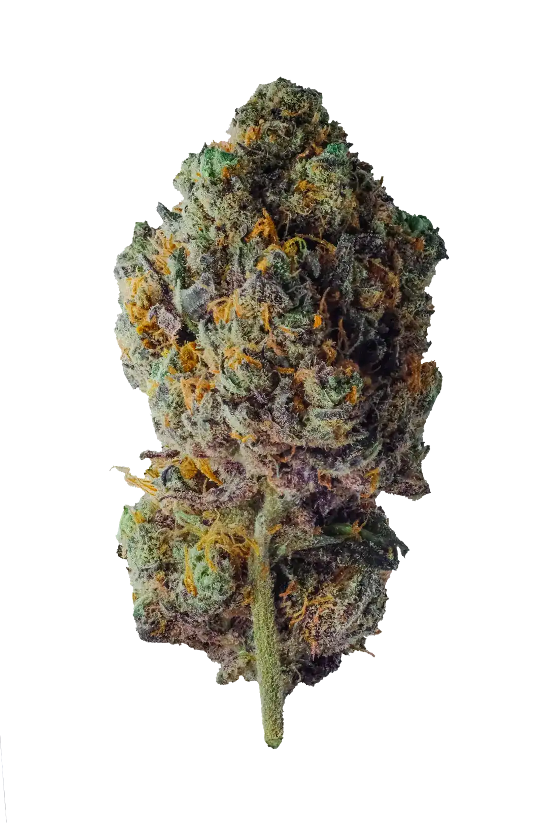 purple haze - cbd - cannabis light - erba legale - premium - indoor - top quality