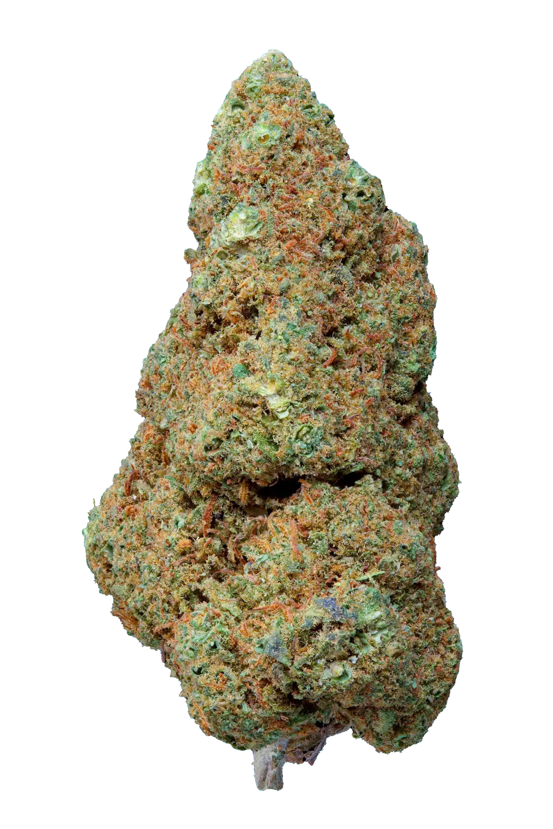 Gorilla Mandarine - Cbd- Cannabis Light - Greenhouse