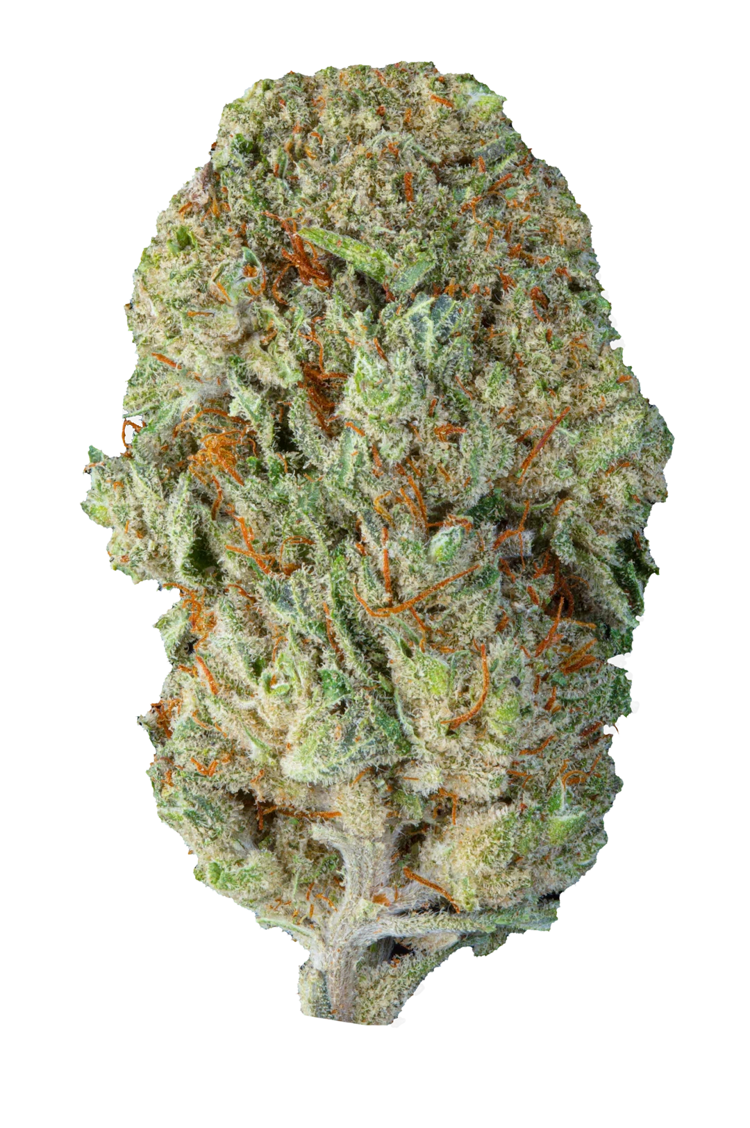 cheese cbd cananbis light green house infiorescenze di erba legale con thc sotto il limite di legge