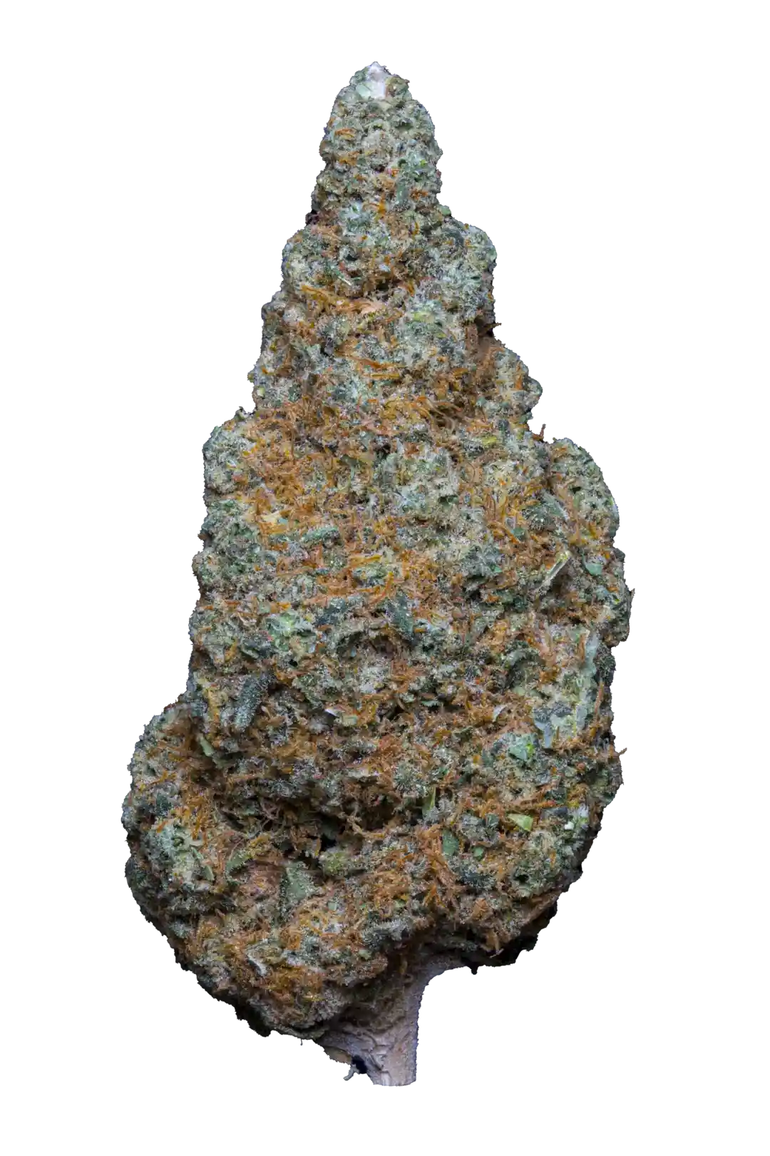 tariyaky sauce cbd - cannabis light - indoor top quality - be green