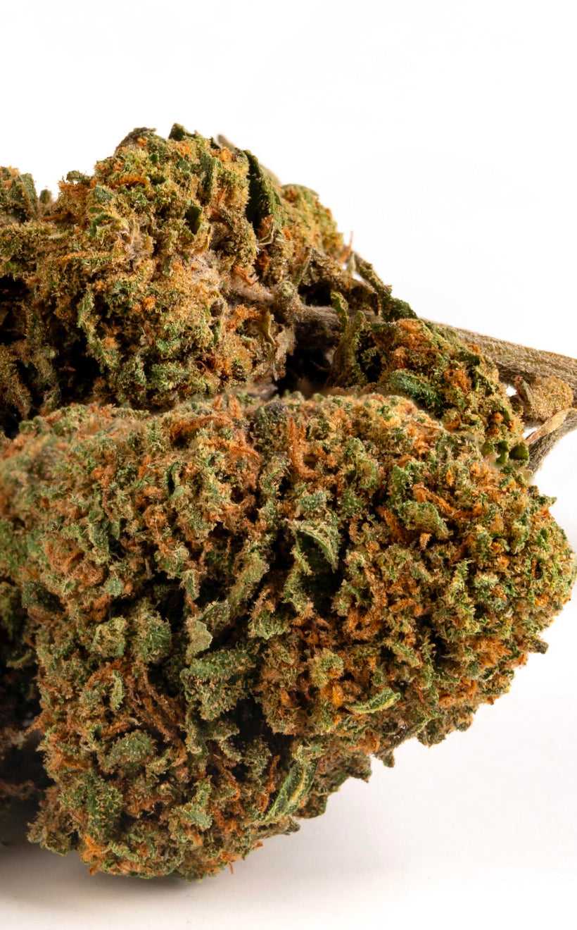 Cannabis Legale Orange Bud Outdoor - CBD