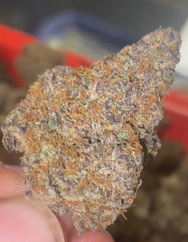 PURPLE HAZE | CBD | CANNABIS LEGALE | TOP QUALITY U.S.A 🇺🇸