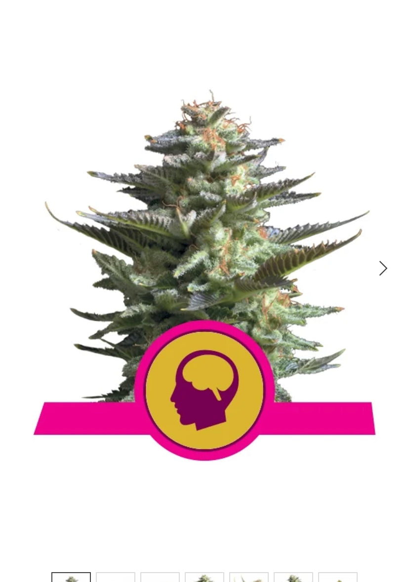 AMNESIA HAZE ROYAL QUEEN SEEDS FEM