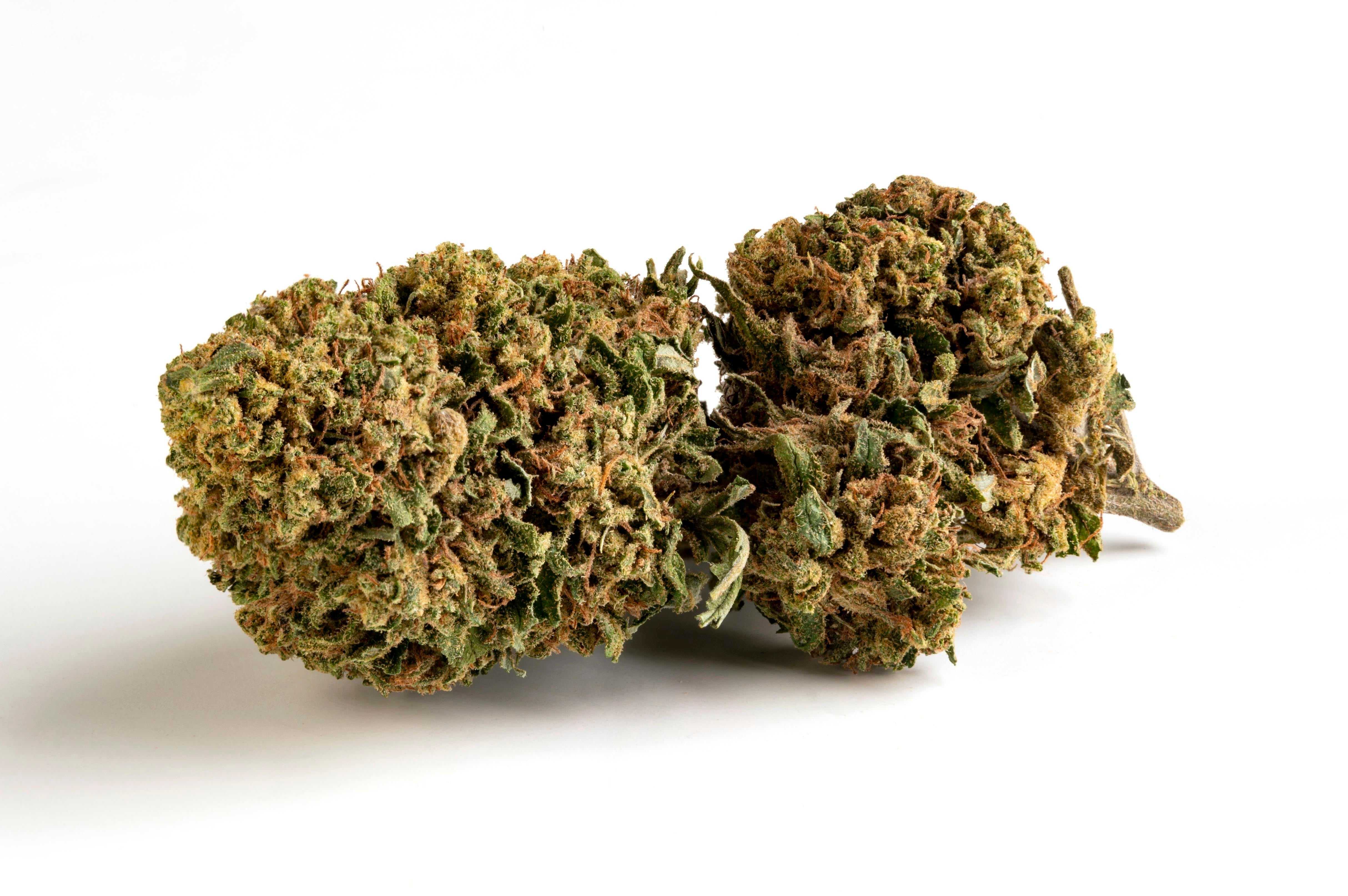 CBD Outdoor Boris Kiwi 2.0