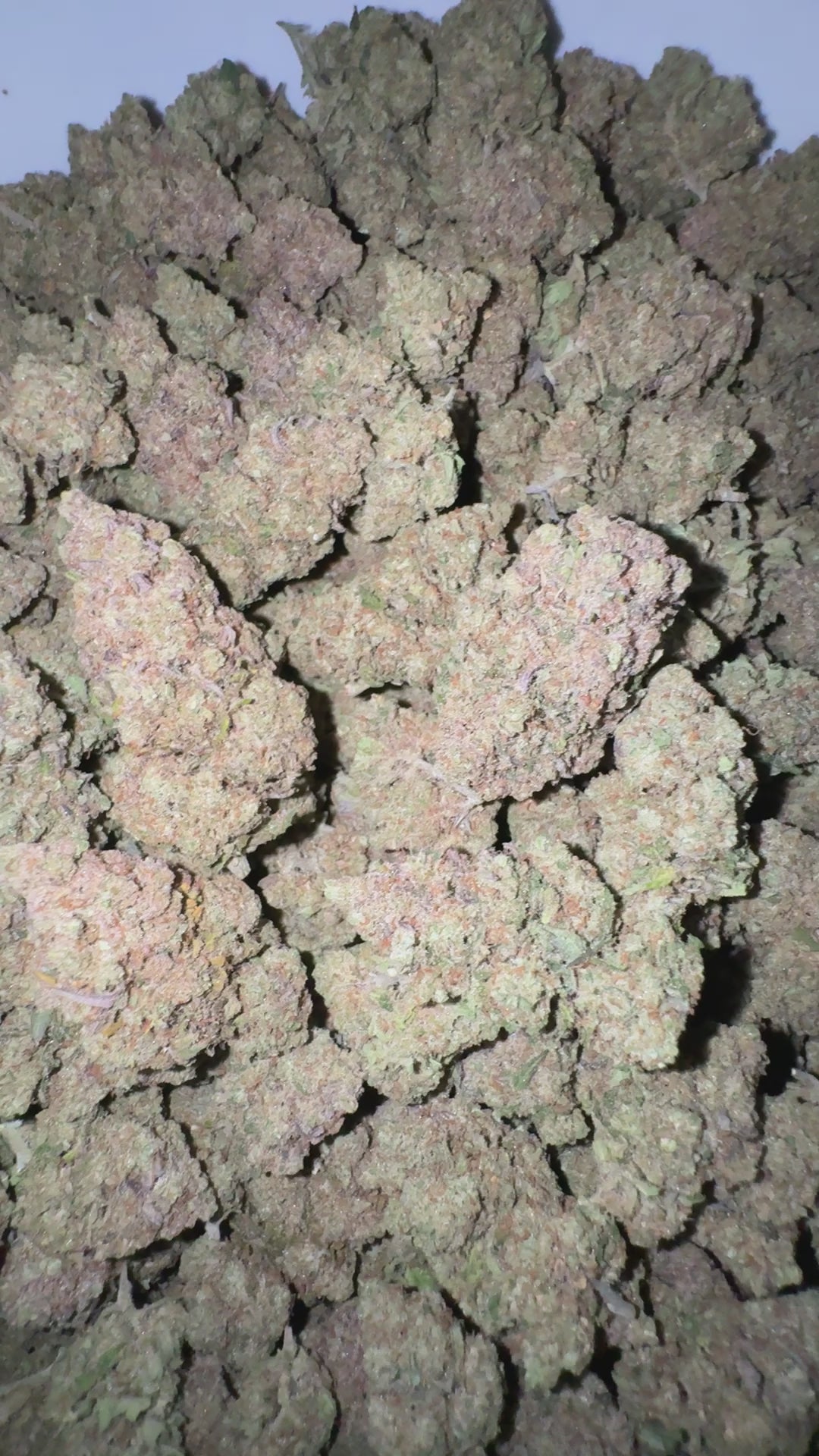 orange martini - cbd - cannabis light - erba legale - premium - indoor - top quality