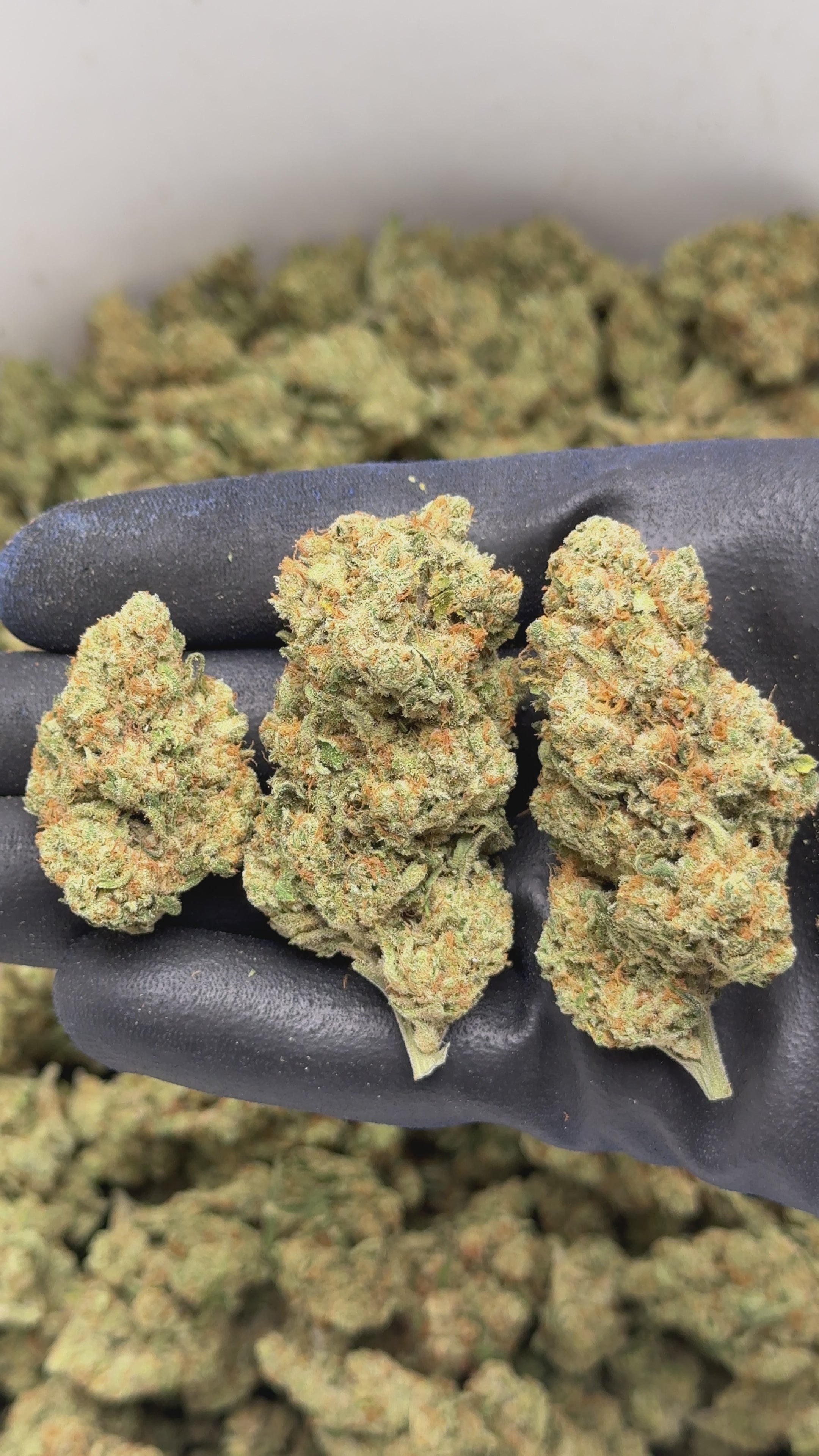amnesia - cbd - cannabis light - erba legale - premium - indoor - top quality