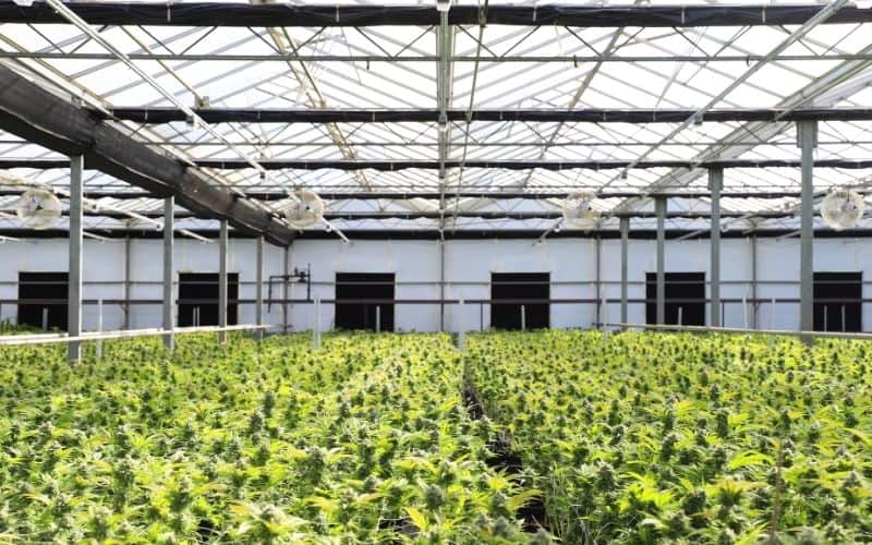 coltivazione cannabis light cbd greenhouse