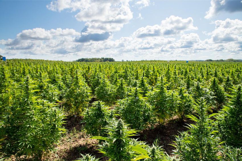 Cannabis Light Cbd Outdoor 