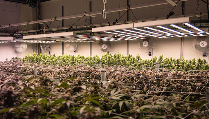 cannabis light  coltivazione indoor 