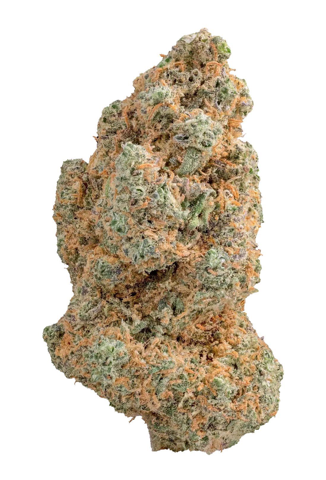 Fiore di Cannabis Light Zushi indoor top quality, varietà premium Be Green con tricomi evidenti e sfumature arancioni e verdi intense.
