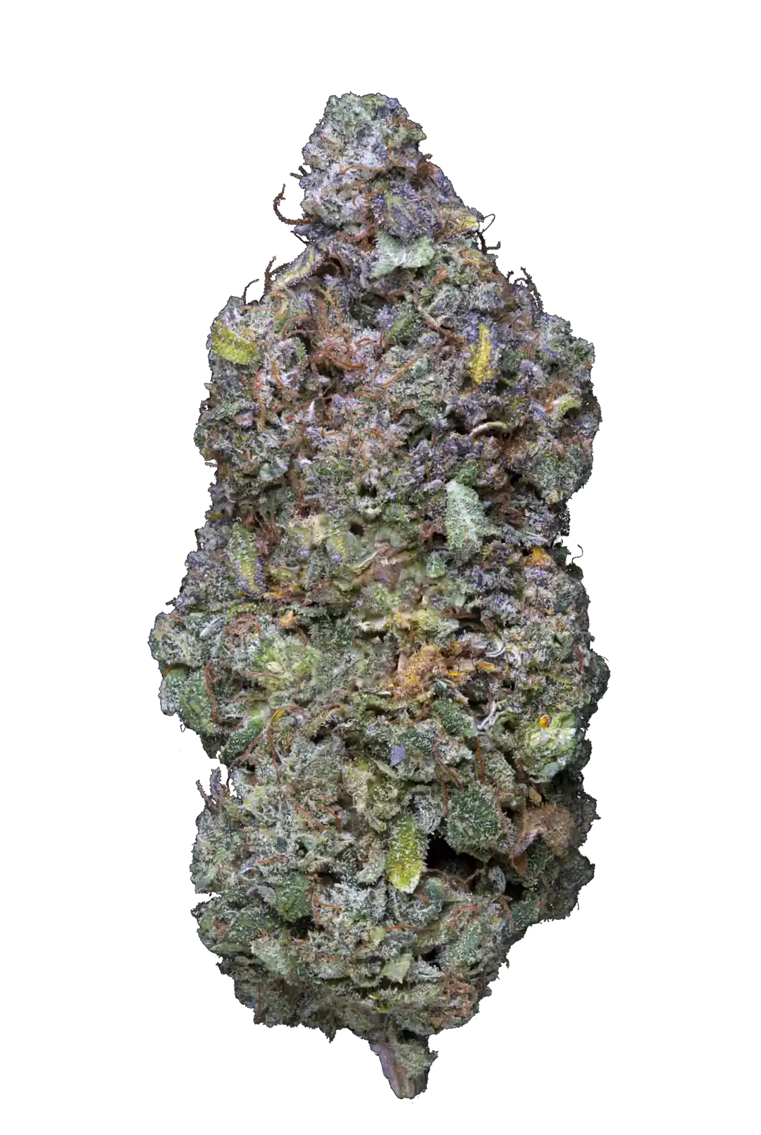 Infiorescenza Lemon Butter Cannabis Light CBD 15,97% con tricomi visibili e tonalità viola, coltivata indoor per qualità premium.