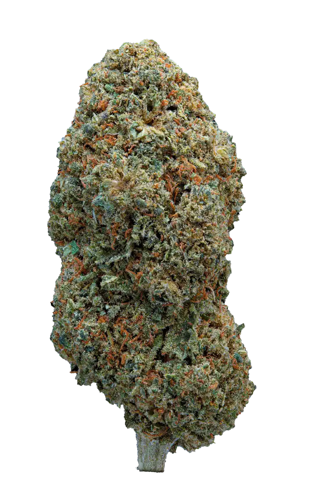 Infiorescenza di Cannabis Light Dussy CBD Premium Indoor, coltivata a LED con genetica Cannatonic, ricca di resina e aromi fruttati.