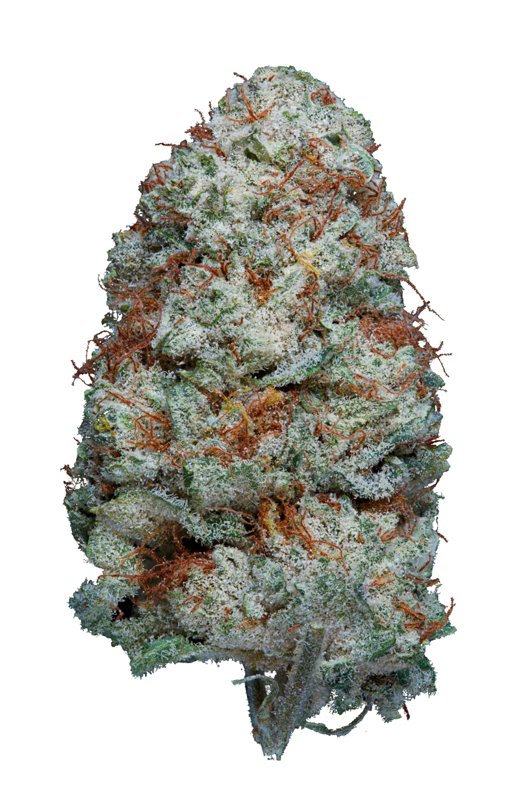 white russian cbg cannabis light indoor top quality weed erba legale