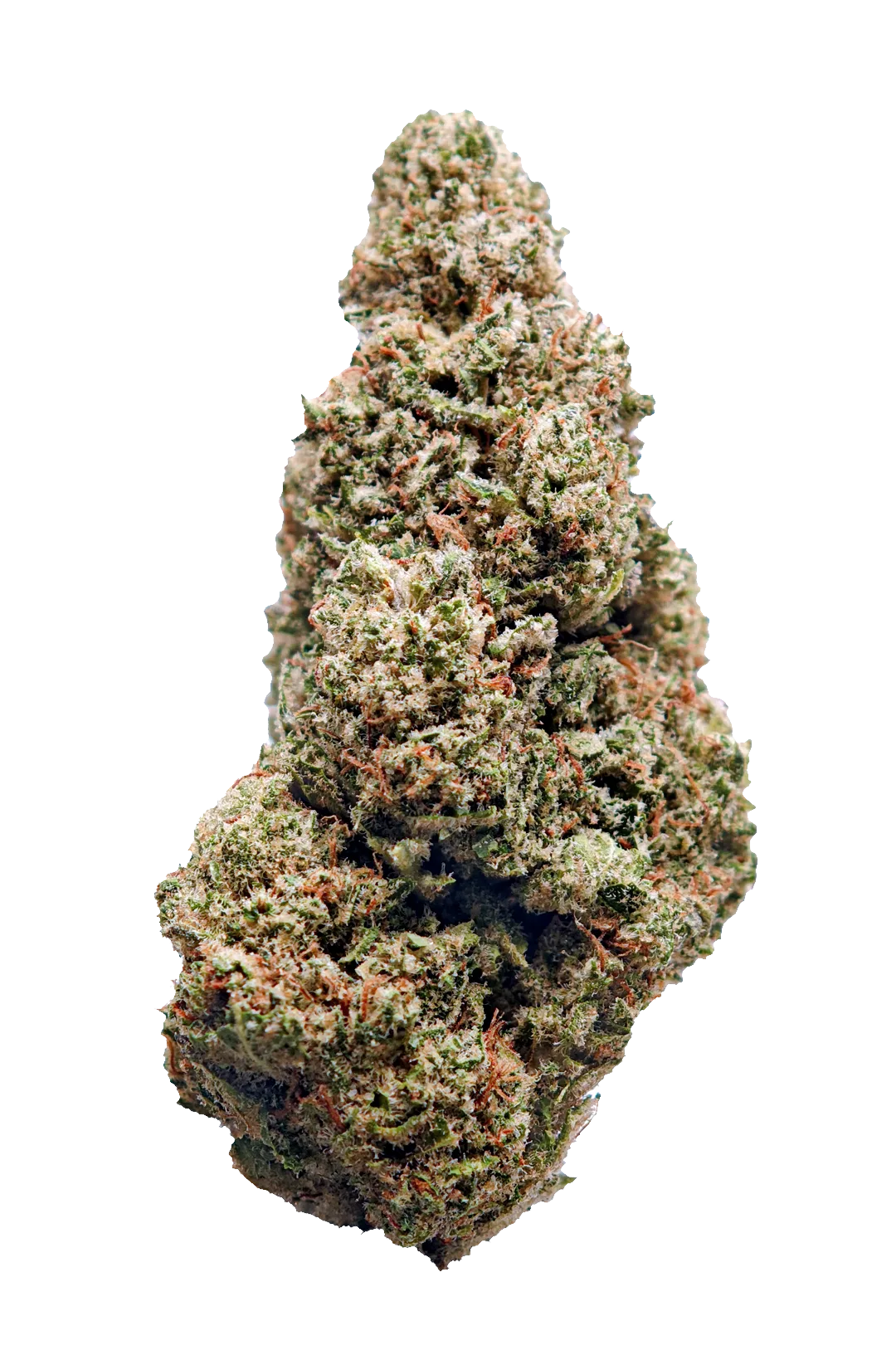 Infiorescenza Chem Dog CBD Indoor
Chem Dog cannabis light CBD 17%
Chem Dog Indoor Top Quality dettaglio infiorescenza