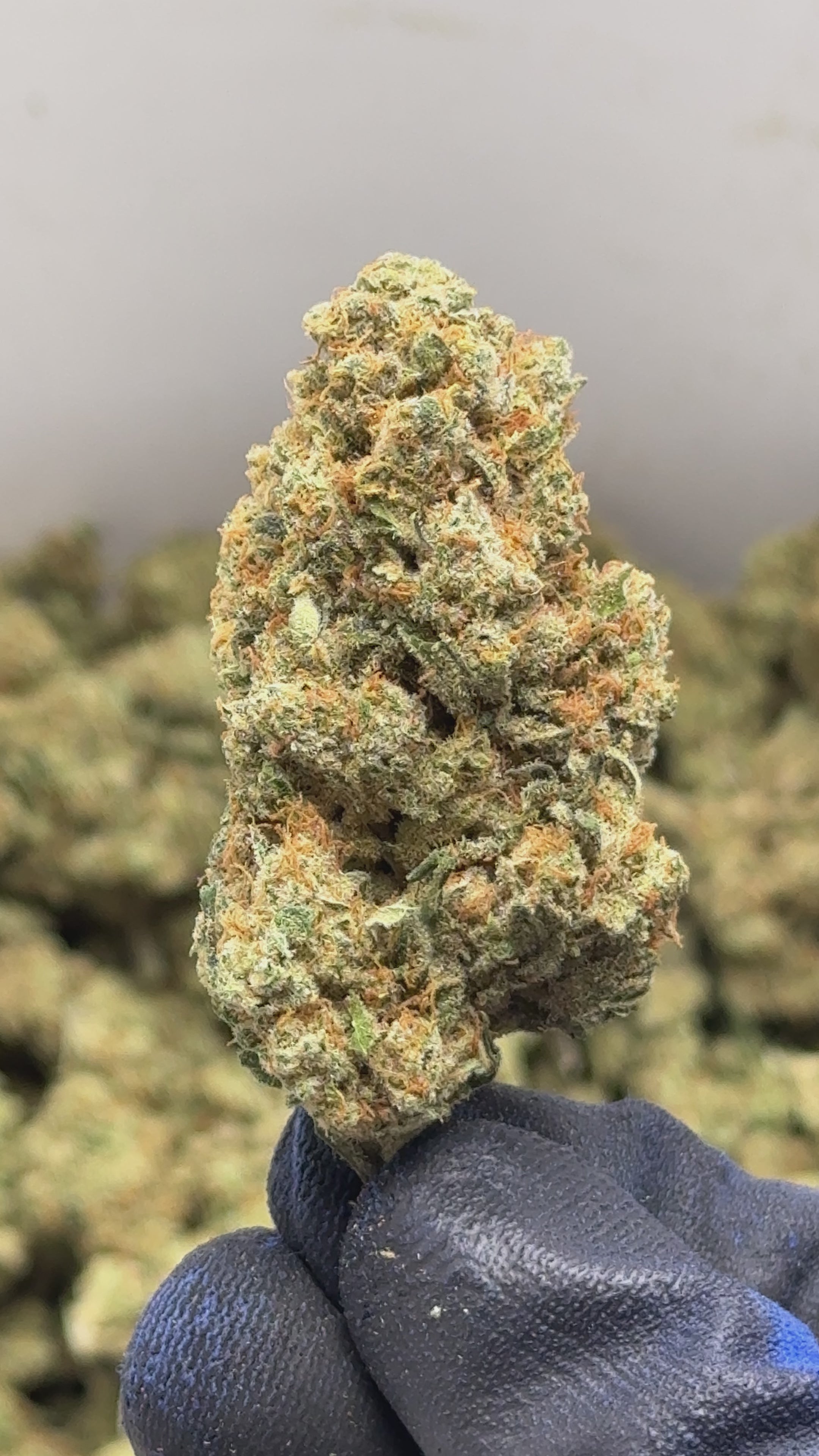 amnesia hyper - cbd - cannabis light - erba legale - premium - indoor - top quality