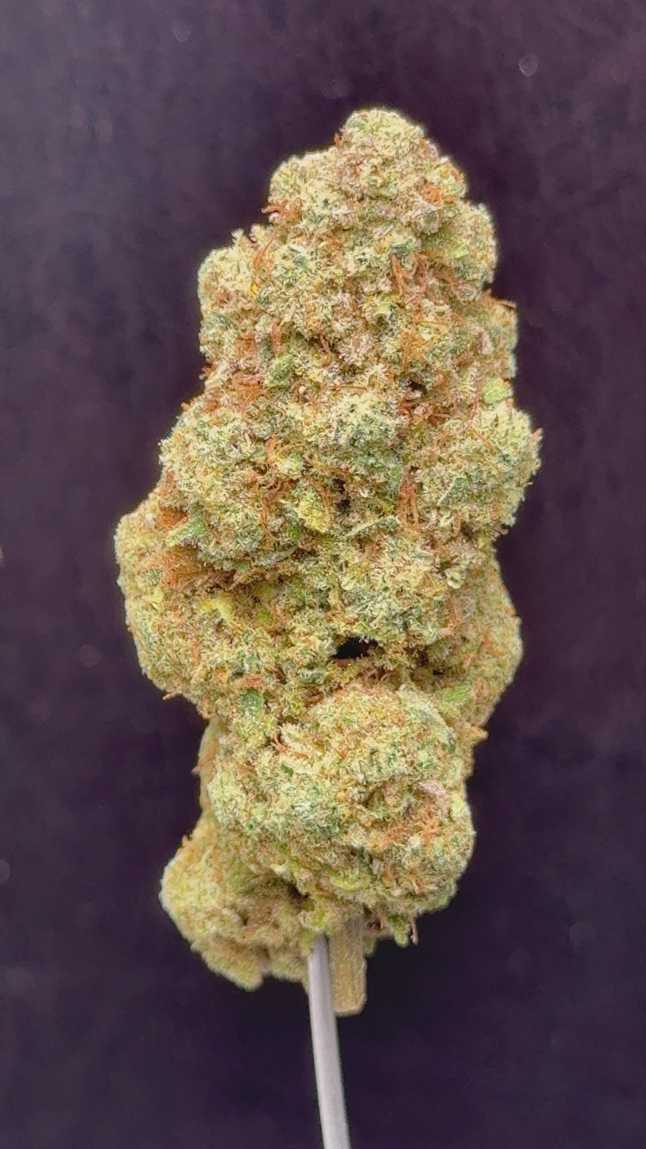 Fiore di Cannabis Light Dussy CBD Premium Indoor, compatto e resinoso, coltivato LED con genetica Cannatonic, 13% CBD, qualità top.