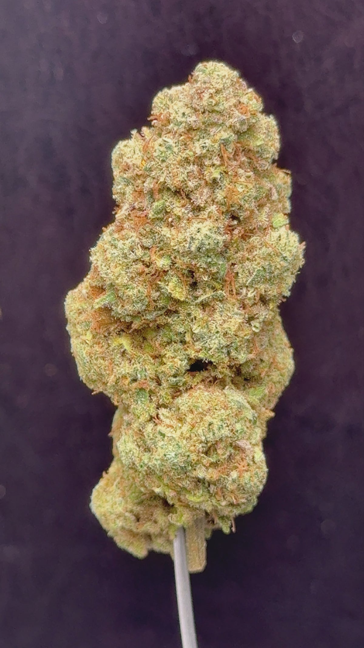 Fiore di Cannabis Light Dussy CBD Premium Indoor, compatto e resinoso, coltivato LED con genetica Cannatonic, 13% CBD, qualità top.