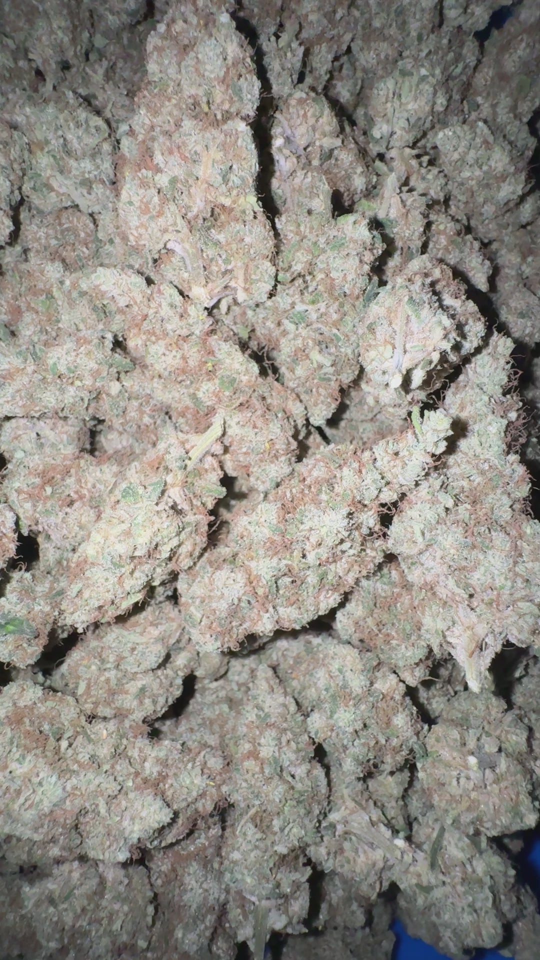 mela sour  - cannabis light - erba legale - premium - indoor - top quality