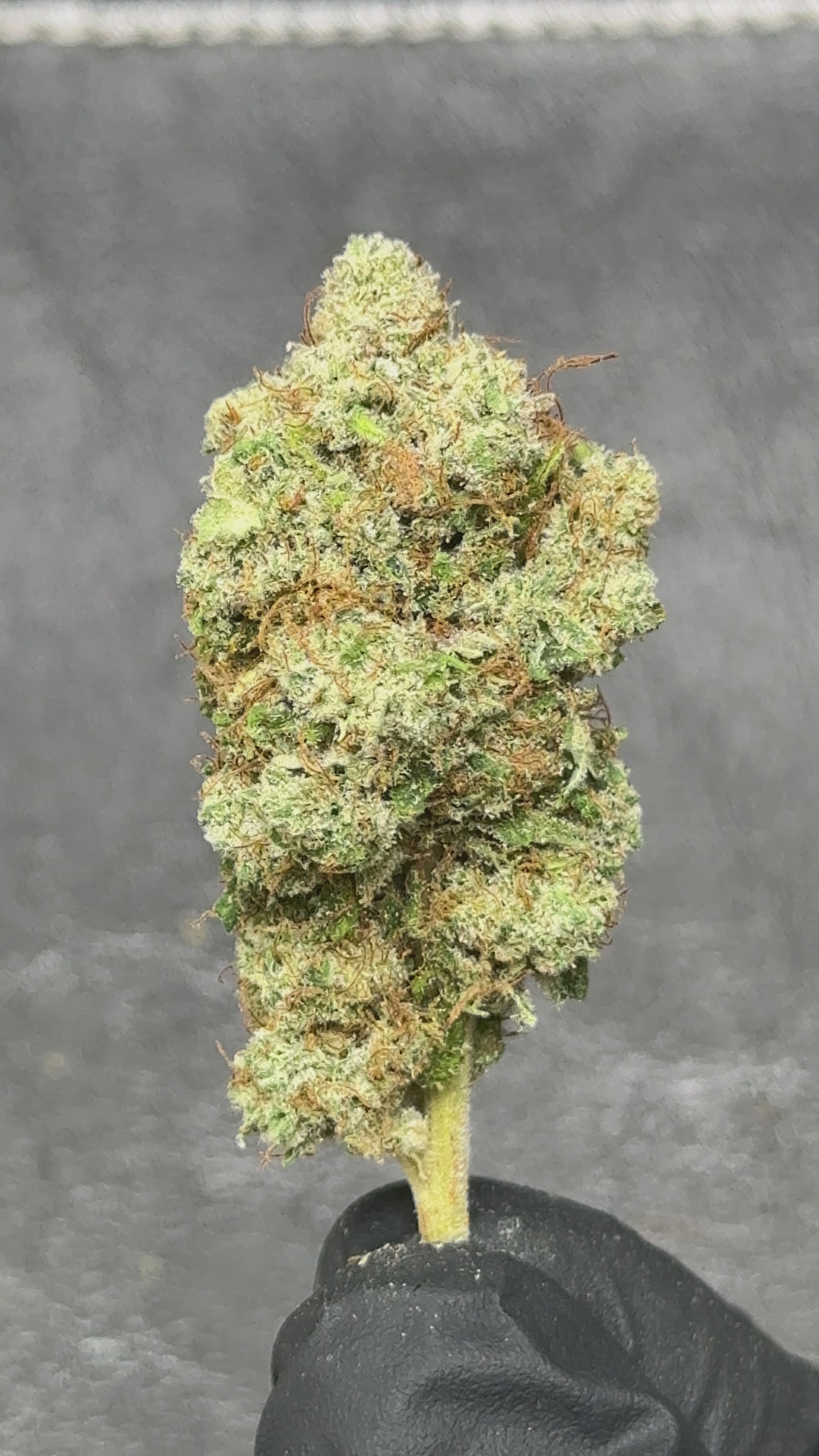 f.o.g - cannabis light - erba legale - premium - indoor - top quality