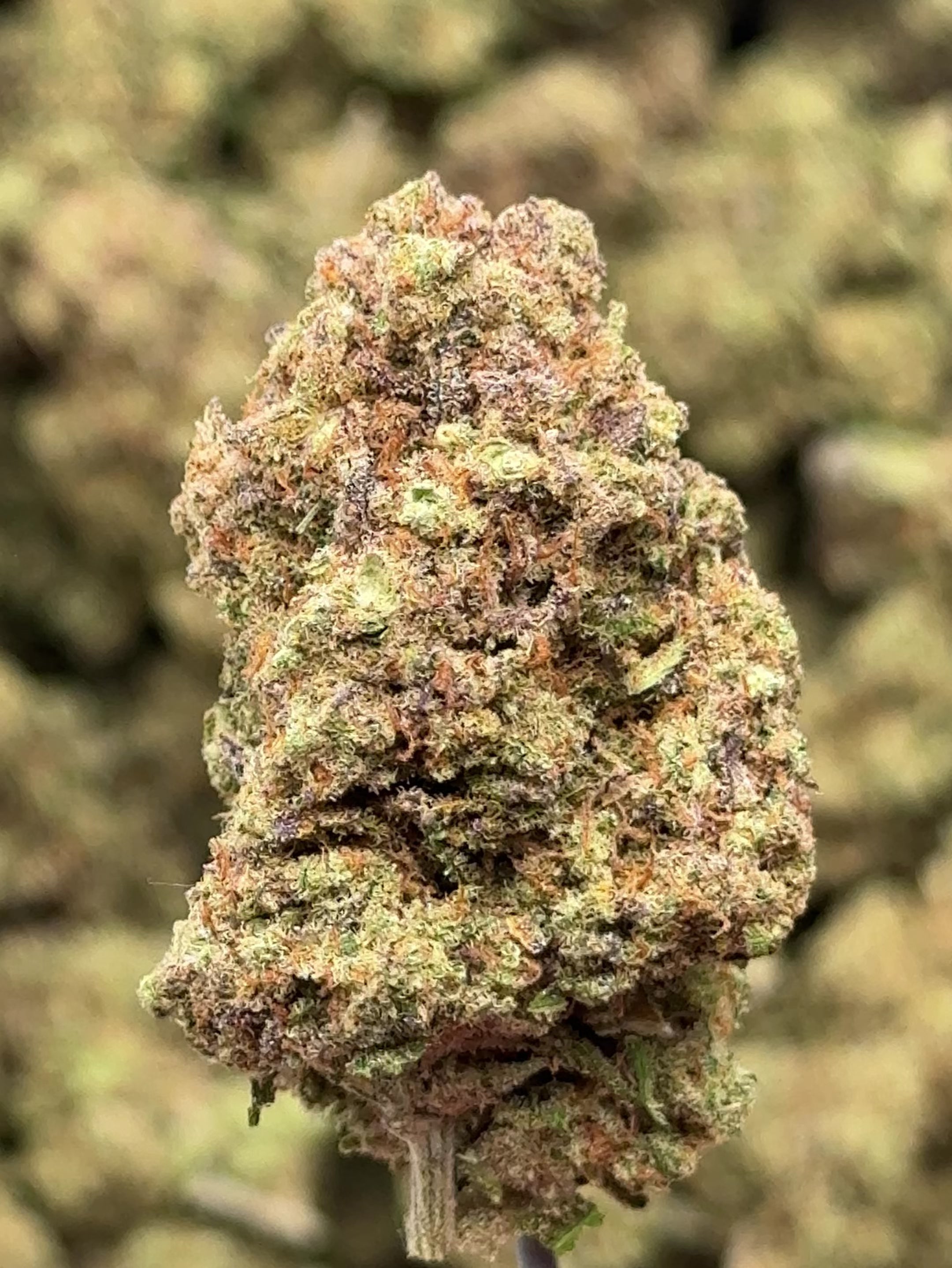 orange martini - cbd - cannabis light - erba legale - premium - indoor - top quality