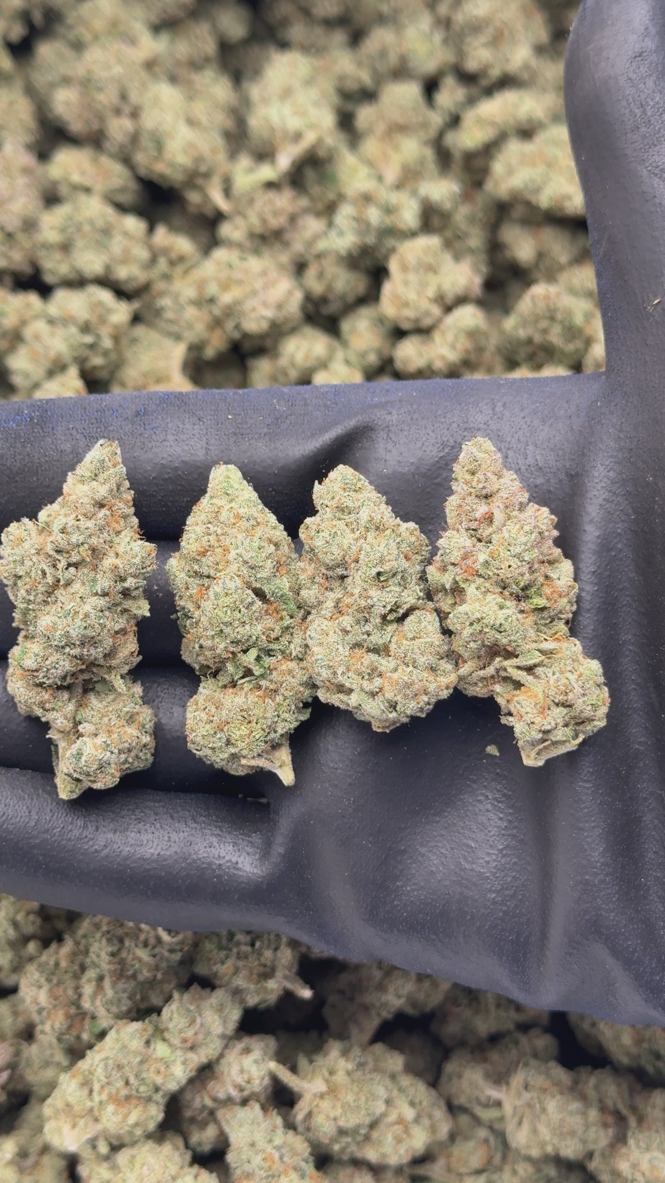 Snowing in Dam cannabis light Be Green indoor premium 16% CBD”
