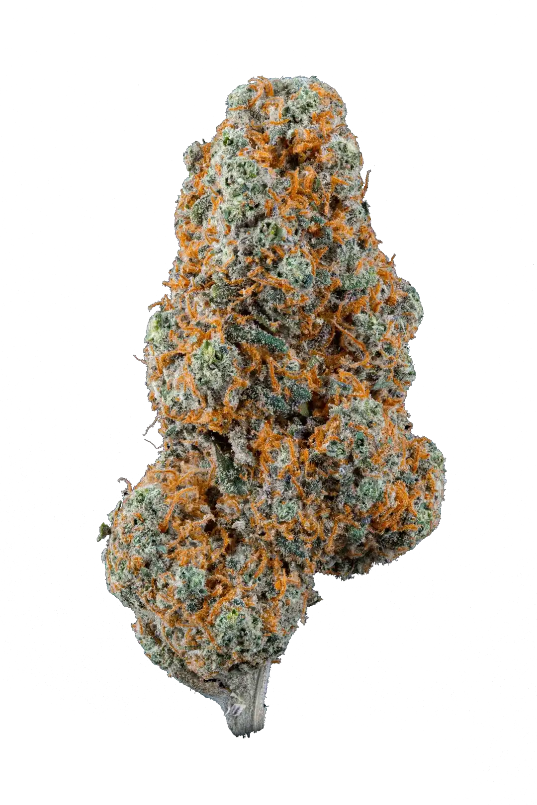Raspberry CBD Indoor Top Quality – Cannabis Light Be Green – Fiore compatto e resinato