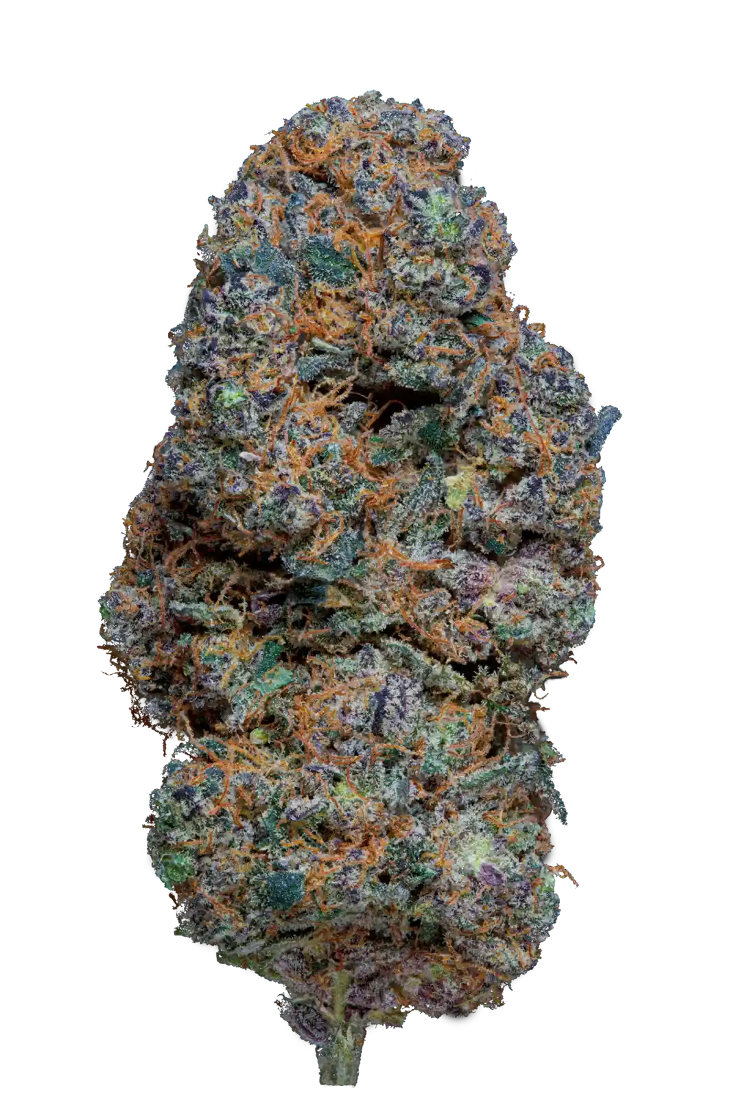 Infiorescenza di cannabis light Sherbet Gas CBD, resinosa e aromatica, con tricomi e pistilli arancioni.